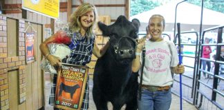 Summit Co champion steer