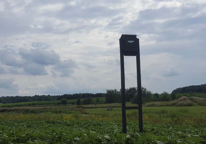 BatBox BatBox