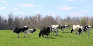 Holstein dairy cows grazing