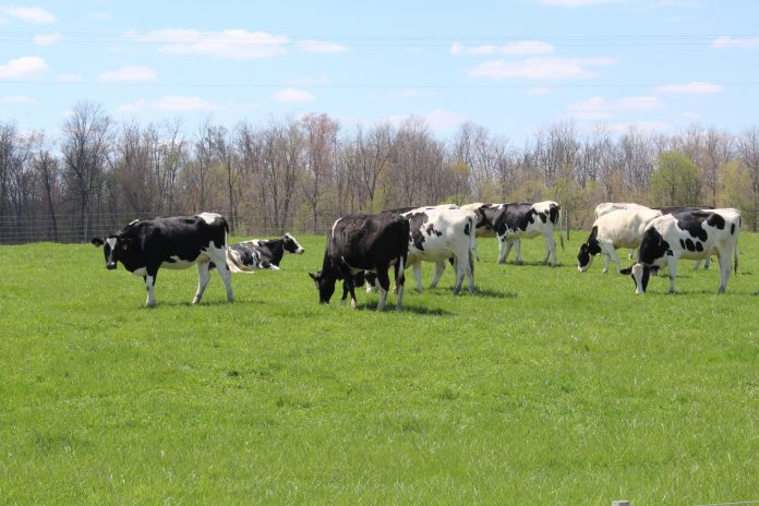 Holstein dairy cows grazing Holstein dairy cows grazing