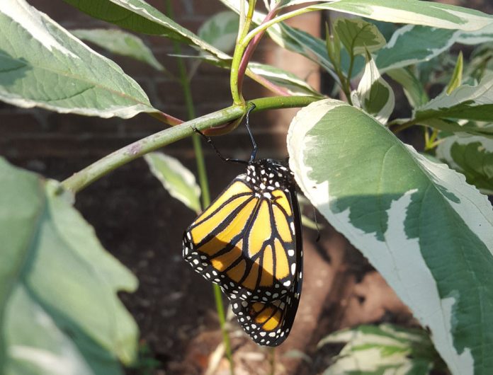 Butterfly feature