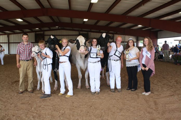 Holstein show