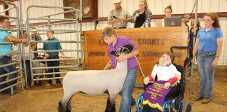 Lawrence grand lamb in ring