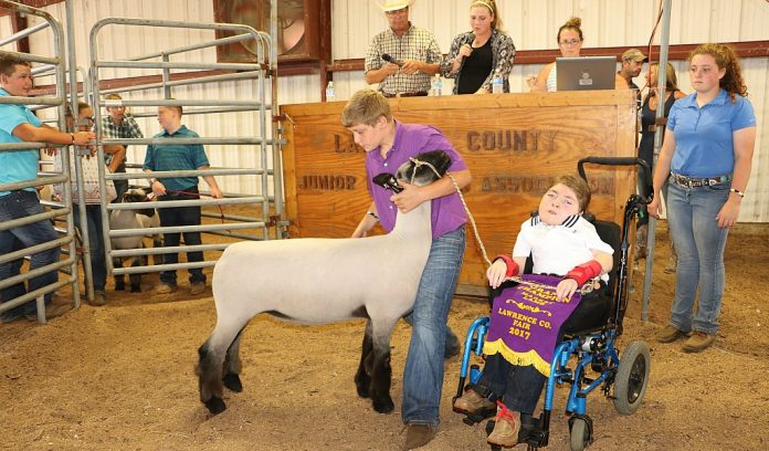 Lawrence grand lamb in ring Lawrence grand lamb in ring