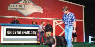 Ohio champion hog