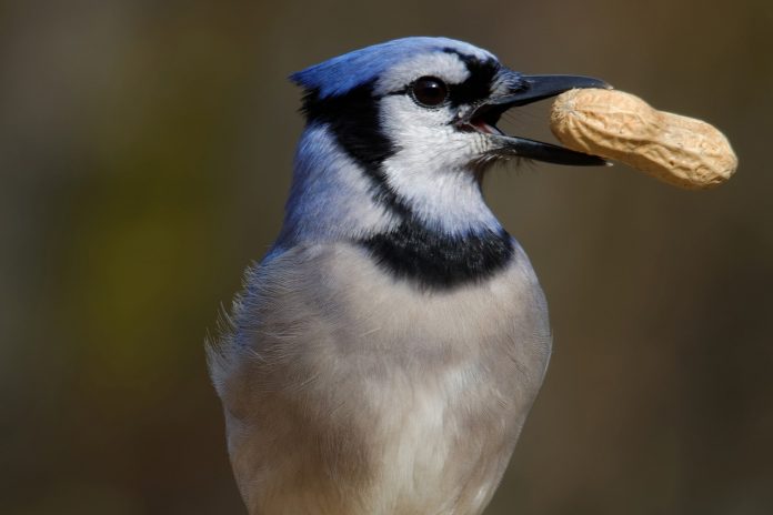 blue-jay-1968992_1280