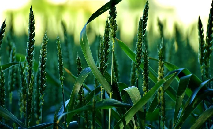 cereals-2431788_1280