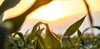 corn