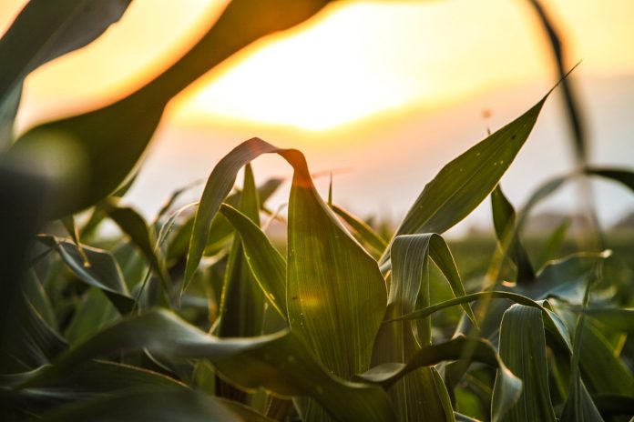 corn corn
