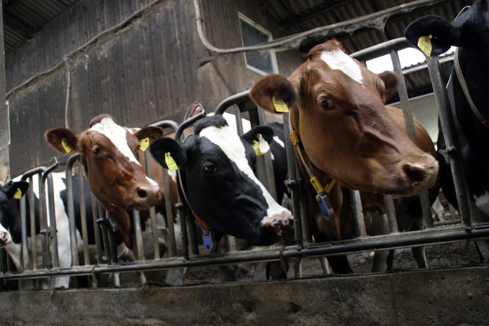 cows-552947_1280