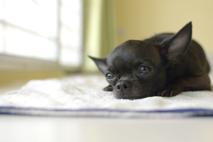 dog-2373332_1280