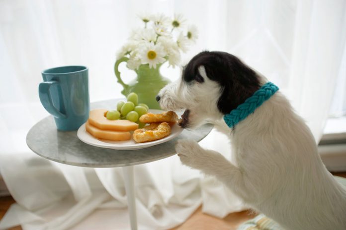 dog-eating-grapes