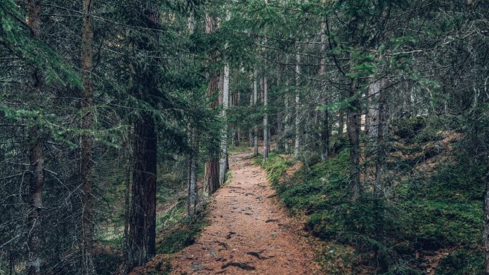 forest-1837060_1280