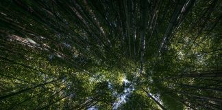 forest