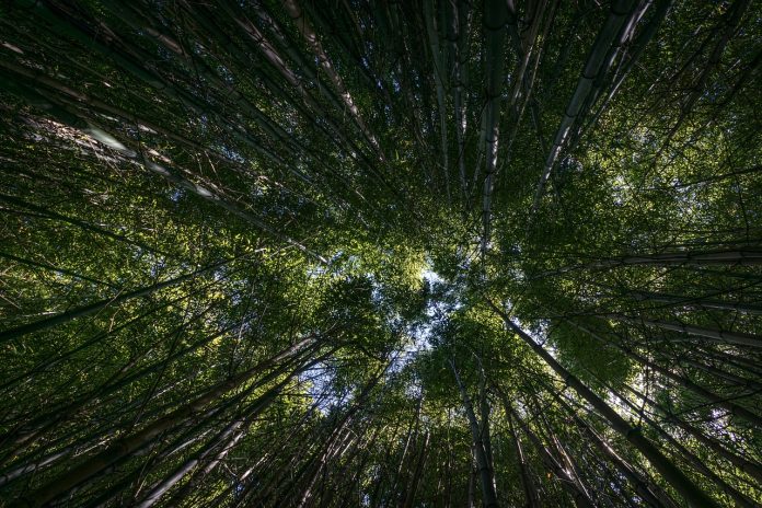 forest forest