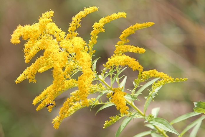 golden-rod-1586871_1280
