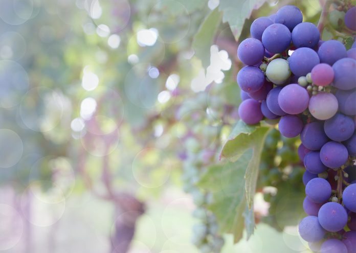 grapes-2180685_1280