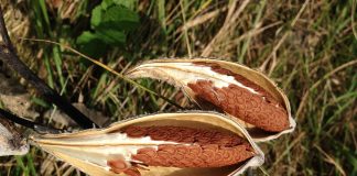 milkweed