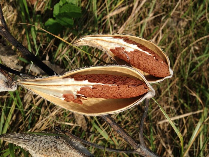 milkweed milkweed