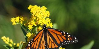 monarch butterfly