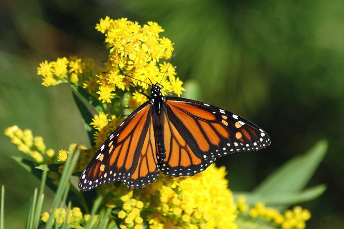 monarch butterfly monarch butterfly