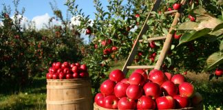 orchard