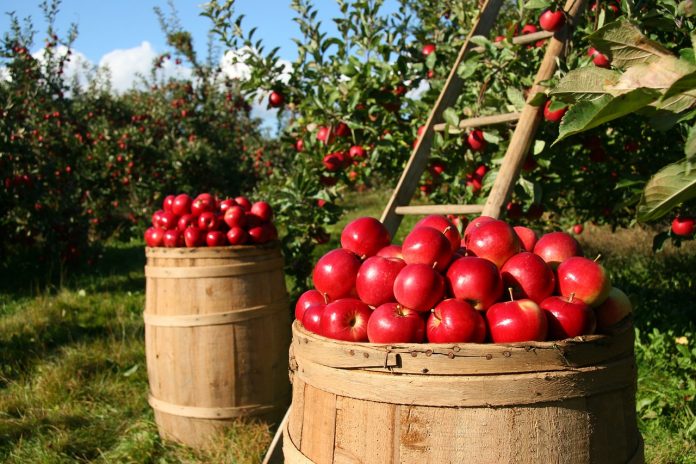 orchard orchard