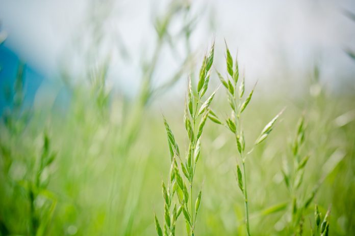 pointed-fescue-1423177_1280