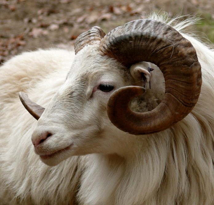 ram-164555_1280
