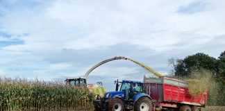 silage
