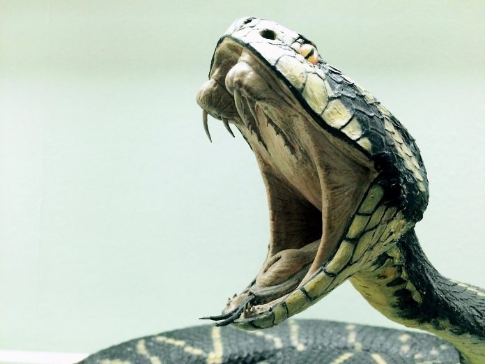 snake-1974382_1280