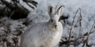 snowshoe hare