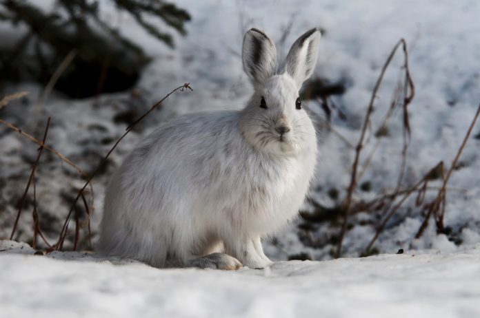 snowshoe hare snowshoe hare