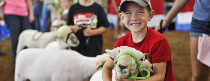 Sheep, Brown Sheep Barn, kid, kids, smile 4-H promo