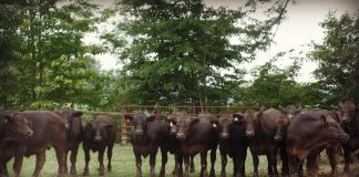 Herd of beef cattle.