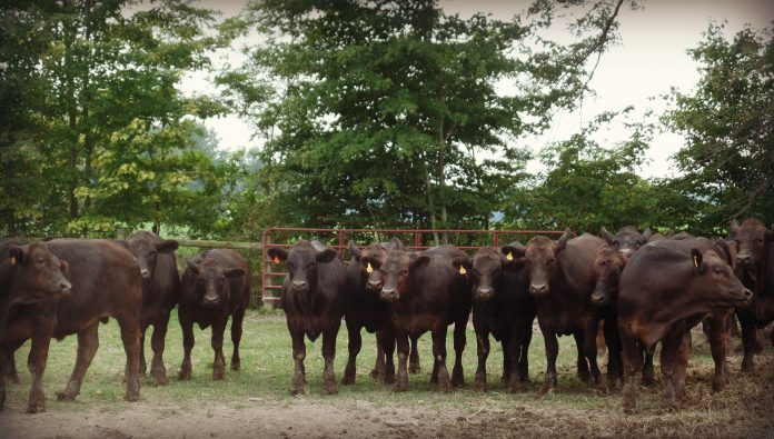 Herd of beef cattle. Herd of beef cattle.