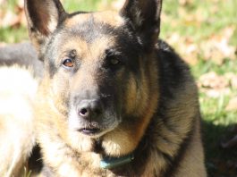 Ace, Kymberly Foster Seabolt's late German Shepherd.