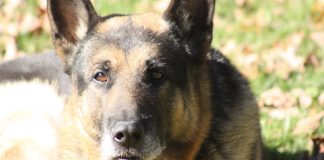 Ace, Kymberly Foster Seabolt's late German Shepherd.