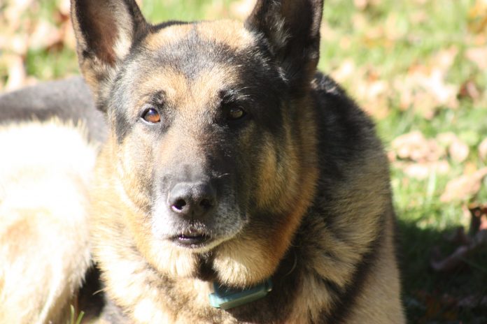 Ace, Kymberly Foster Seabolt's late German Shepherd. Ace, Kymberly Foster Seabolt's late German Shepherd.