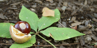 Ohio Buckeye seed and leaves.