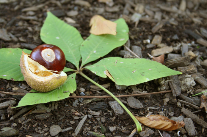 Ohio Buckeye seed and leaves. Ohio Buckeye seed and leaves.