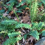 Christmas Fern