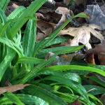 Seersucker Sedge