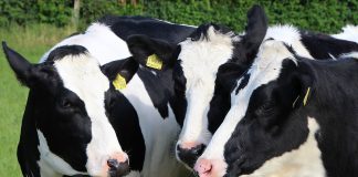 Dairy cattle