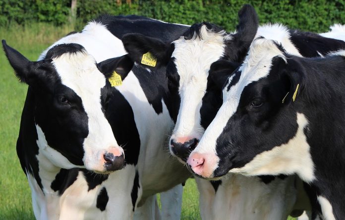 Dairy cattle Dairy cattle