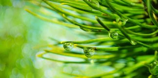 Pine needles.