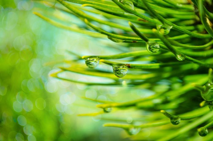 Pine needles. Pine needles.