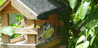 Bird at bird feeder
