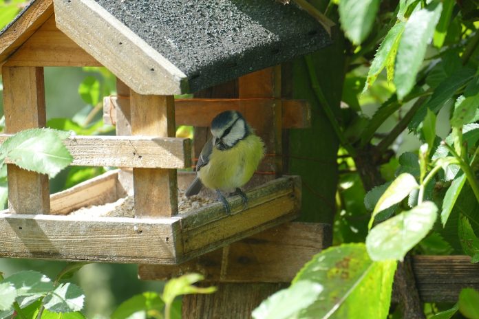 Bird at bird feeder Bird at bird feeder