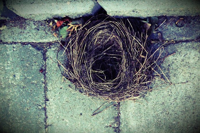 bird-nest-1834691_1280